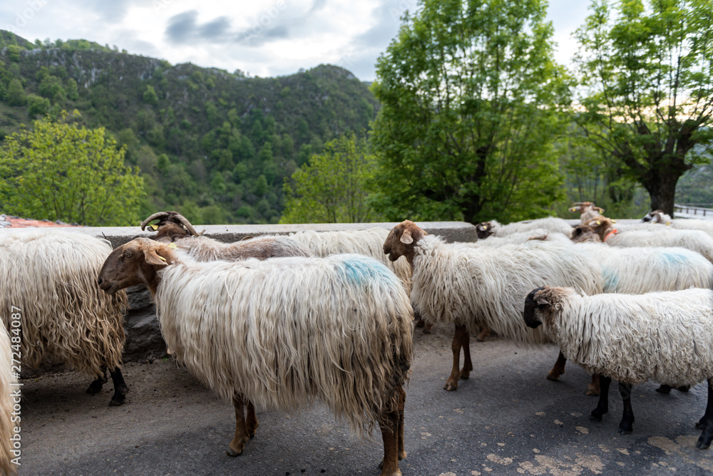 Flock of sheep in the Picos de Europa National Park, Spain. Flock of sheep in the Picos de Europa National Park, Spain.