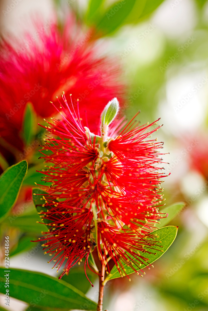 Fotografie Calistemon flower macro flower background high quality