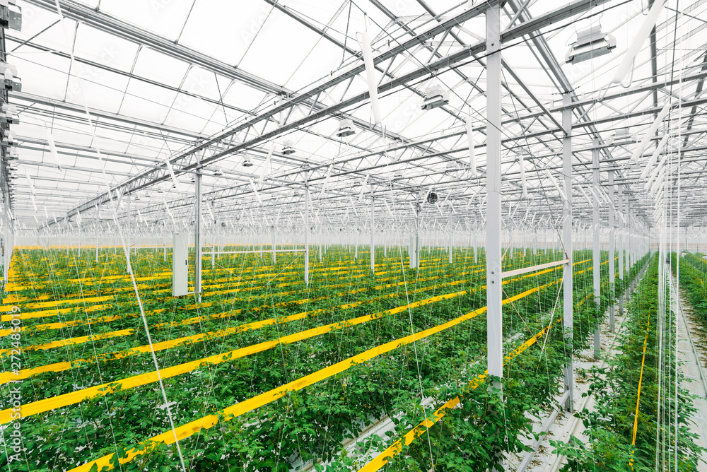 Greenhouse with tomatoes, large indoor agriculture