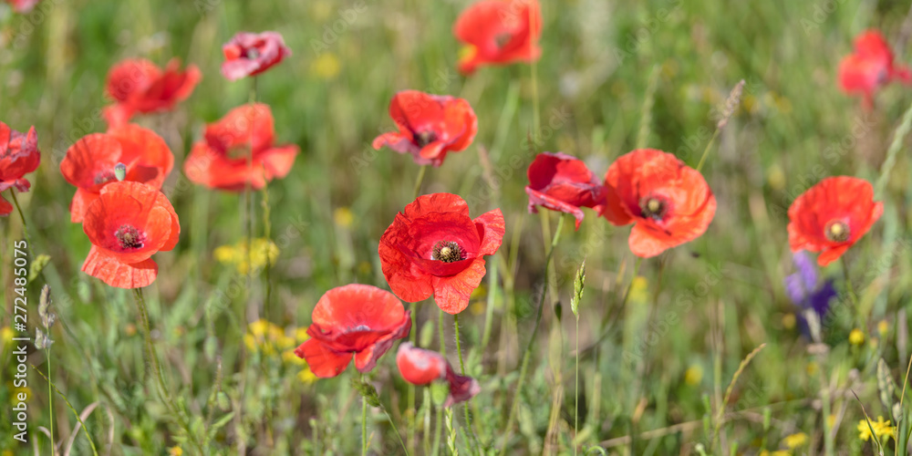 Close-Up Of Red Poppy Flowers Blooming On Field Close-Up Of Red Poppy Flowers Blooming On Field