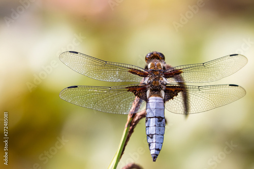 Dragonfly background. Closeup of Broad-bodied chaser dragonfly male (Libellula depressa) with large transparent wings and light blue body sitting on reed leaf at pond. Macro of insect.