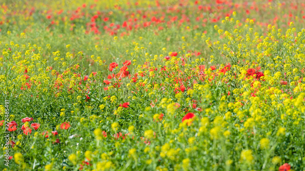 Red poppies in a canola field