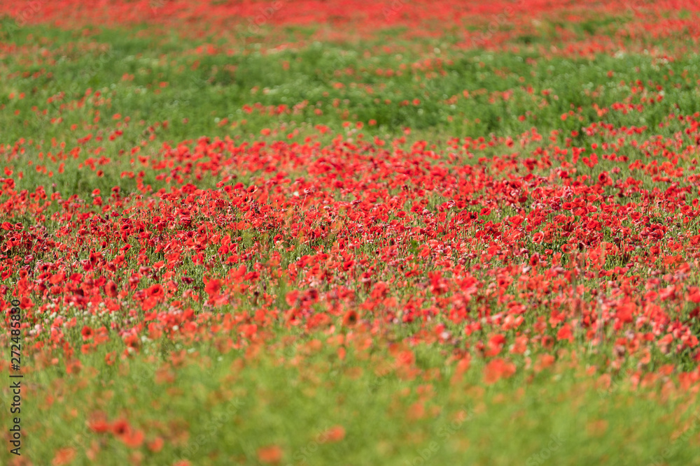 Flowering red poppy fields in Brandenburg