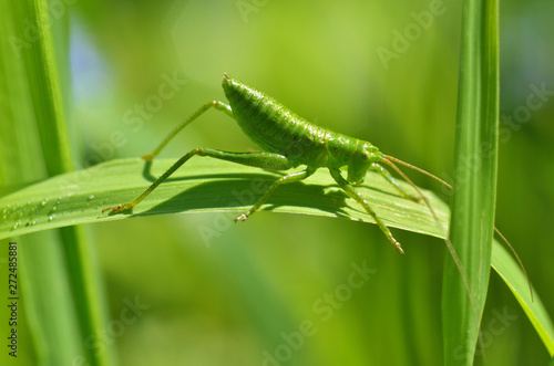 Green grasshopper's in the grass.