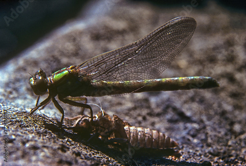 Emerging dragonfly order Odonata (Anax sp.) near a waterfall on the Churchill River in Manitoba, Canada.  Photographed on Kodachrome film with a Nikon F3 camera.