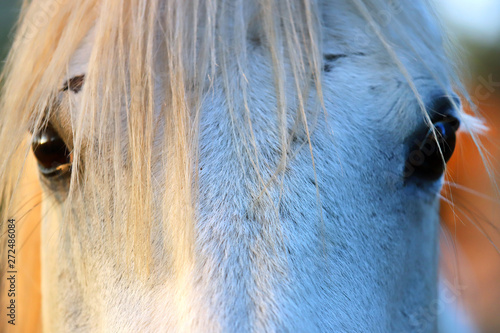 Extreme closeup of beautiful young grey colored arabian mare against natural background at sunset golden hour