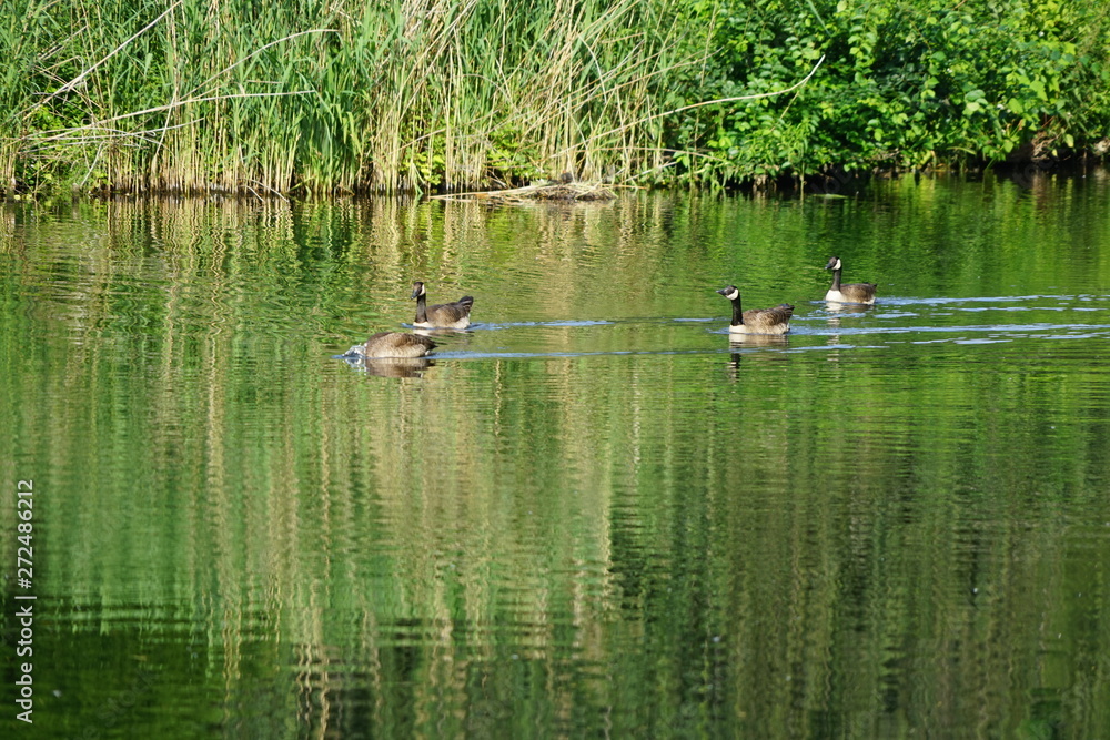 Kanadagänse im Tiergarten (Berlin) Kanadagänse im Tiergarten (Berlin)