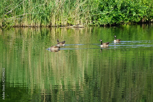 Kanadag  nse im Tiergarten  Berlin 