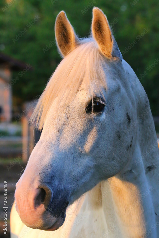 Obraz premium Portrait of a purebred gray arabian stallion. Closeup of a young purebred horse. Purebred young shagya arabian horse posing at golden hour on rural animal farm