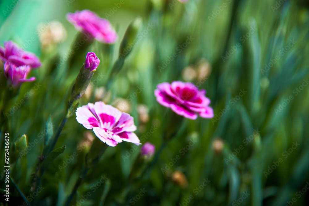 Fototapeta premium Buschnelke