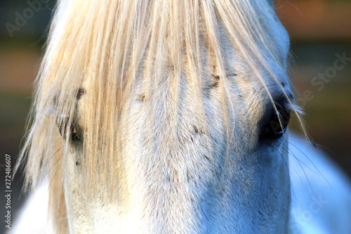 Portrait of a purebred gray arabian stallion. Closeup of a young purebred horse. Purebred young shagya arabian horse posing at golden hour on rural animal farm photo