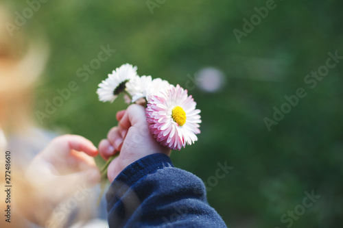 little girl with  chamomile flowers in her hand.  girls hand with  chamomile flowers  close