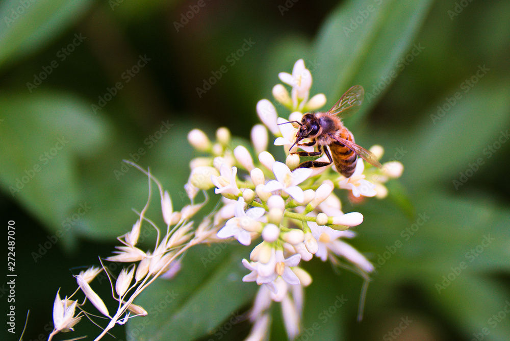 Biene Biene
