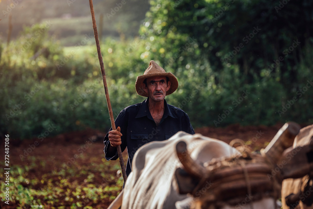 Farmer and Oxen Plow Tobacco Field. Farmer and Oxen Plow Tobacco Field.