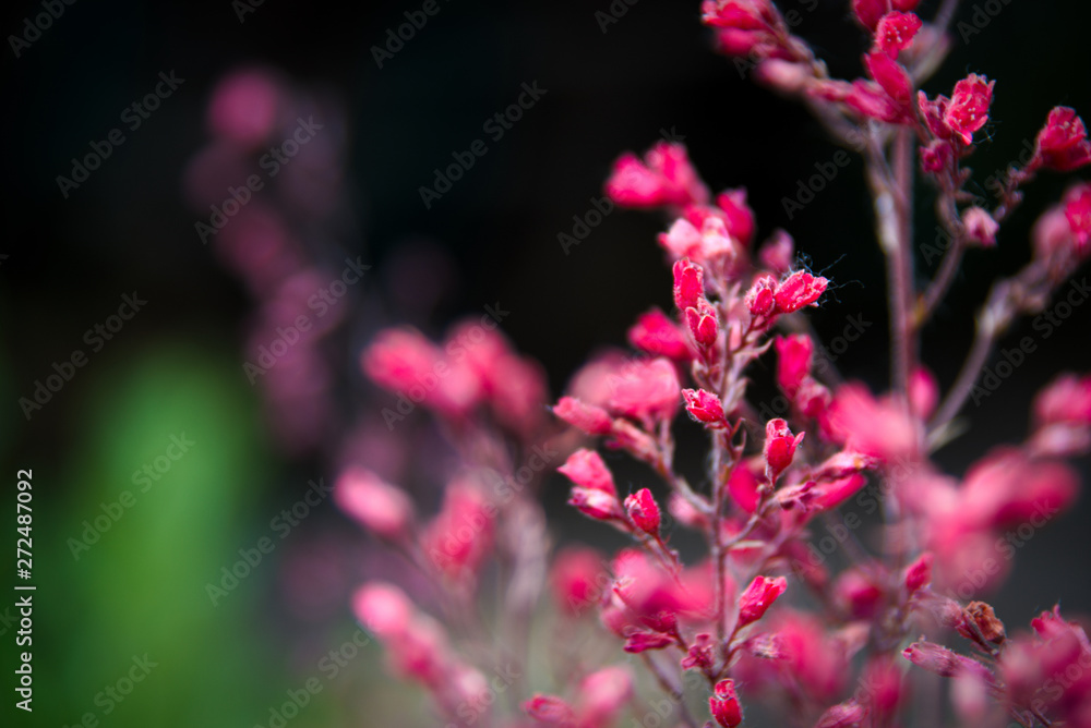 Rote Blume Rote Blume