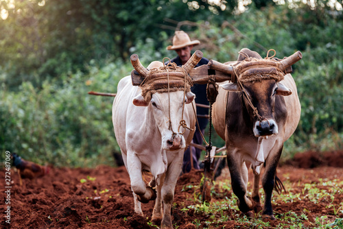 Farmer and Oxen Plow Tobacco Field.