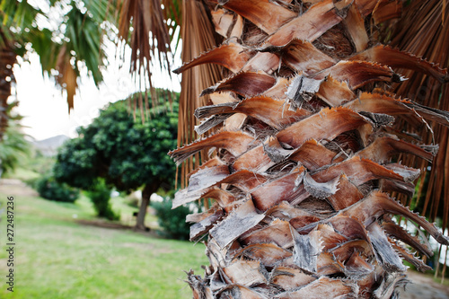 Close up of palm bark, beautiful tropical background.