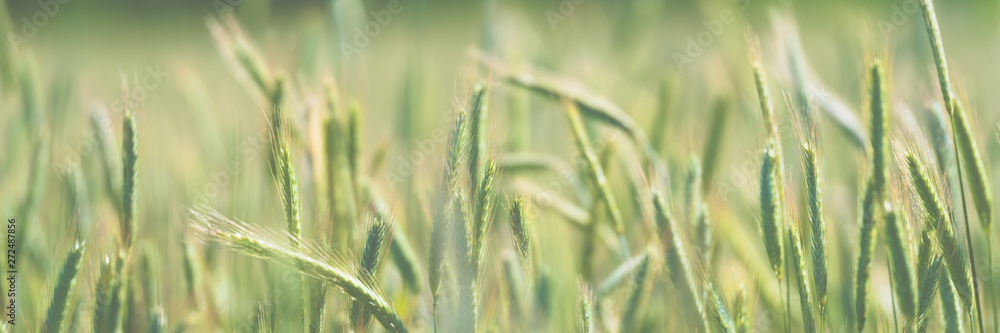 Close-up view of a grain field Close-up view of a grain field