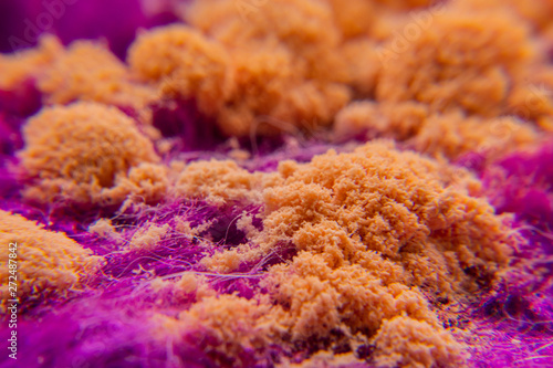 Fototapeta Naklejka Na Ścianę i Meble -  close up Orange fungus on Purple hair.