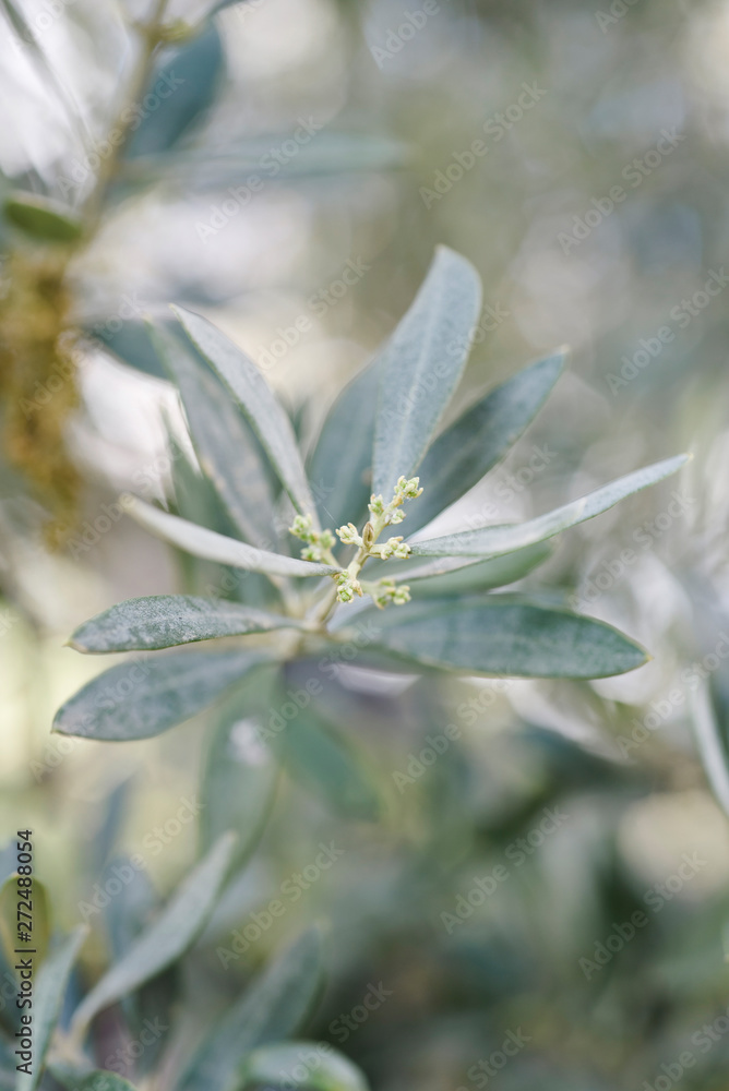 olive tree