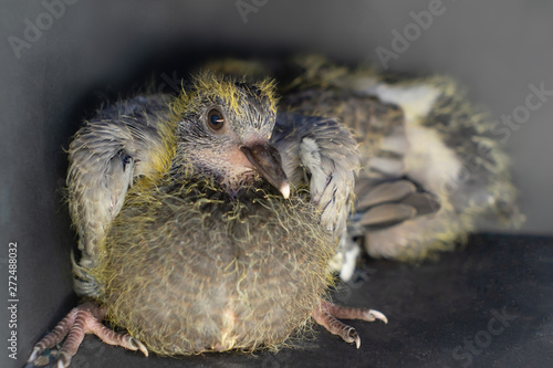 Pigeon chicks two weeks of age changing plumage.