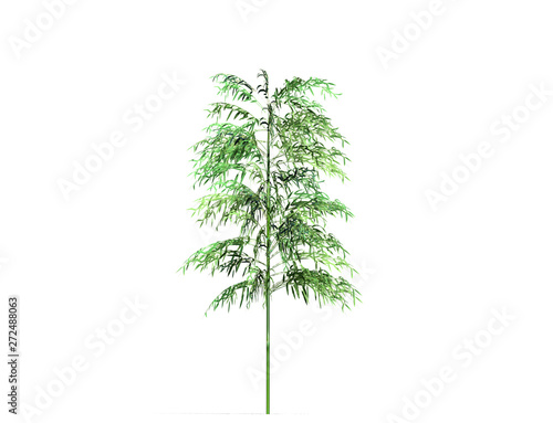 A bamboo tree isolated over a white background. Suitable for use in architectural design or Decoration work. Used with natural articles both on print and website. 
