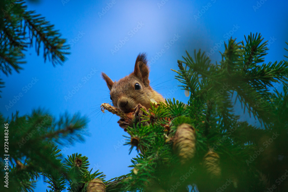 Naklejka wiewiórka gryzie szyszki na szczycie drzewa. dzika natura. wiewiórka na tle błękitnego nieba.
