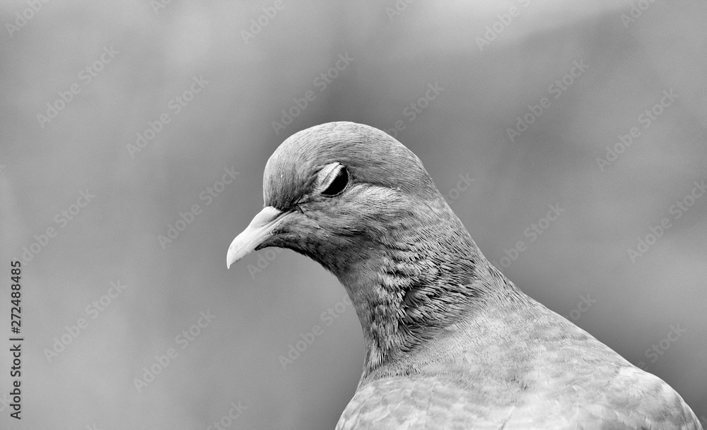 Dopey winking dove in b&w