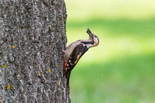 close up of woodpecker eating some bug on trunk of tree