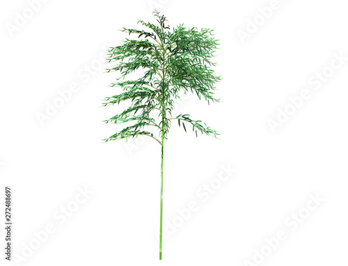 A bamboo tree isolated over a white background. Suitable for use in architectural design or Decoration work. Used with natural articles both on print and website. 