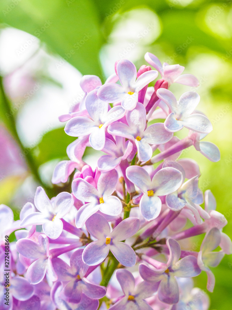 Blooming lilac purple flowers, selective focus. Branch of lilac in the sun light. Blossom in Spring. Spring concept background. Blooming lilac purple flowers, selective focus. Branch of lilac in the sun light. Blossom in Spring. Spring concept background.