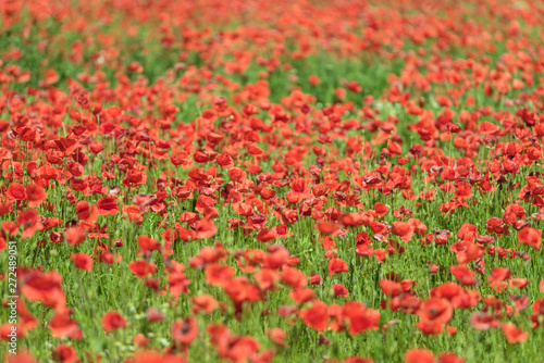 Flowering red poppy fields in Brandenburg