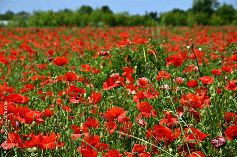 large poppy field