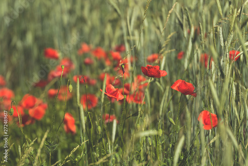 Close-up of red poppies in a cereal field