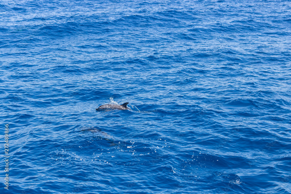Naklejka premium dolphin swimming in the blue ocean in Tenerife,Spain