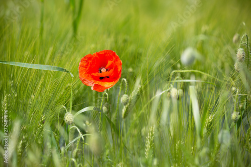 Klatschmohn