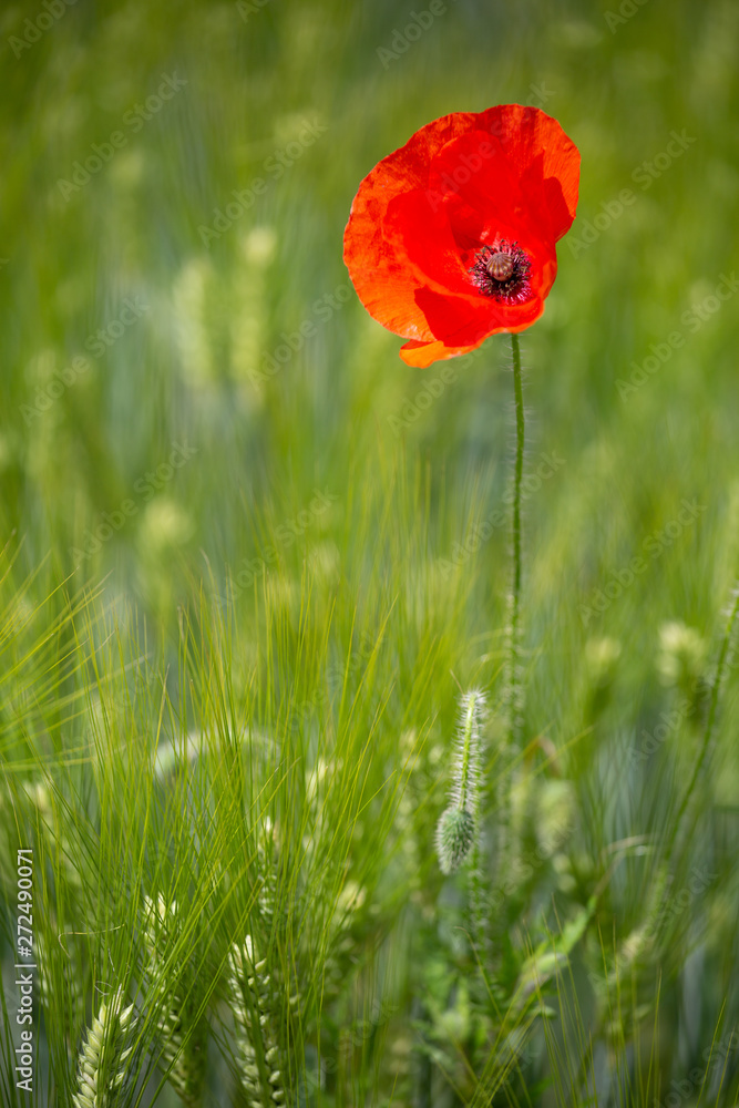 Obraz premium Klatschmohn