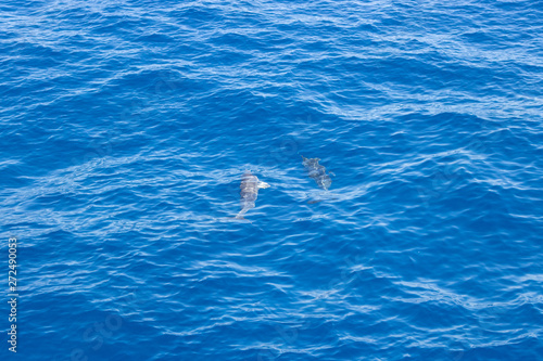 dolphin swimming in the blue ocean in Tenerife Spain