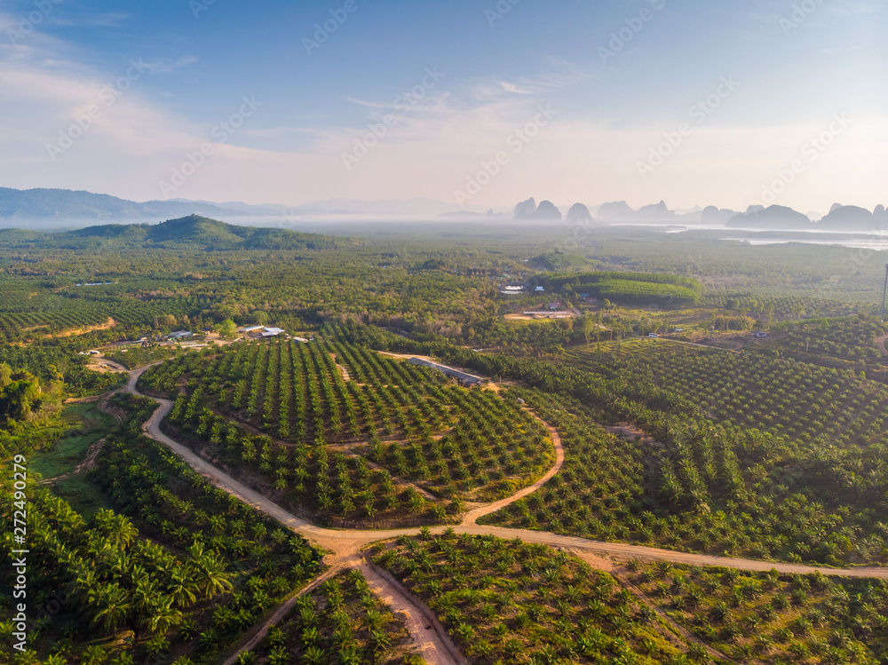 Φωτογραφία Aerial view of palm plantation area in Phang nga, Thailand