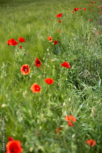 Klatschmohn