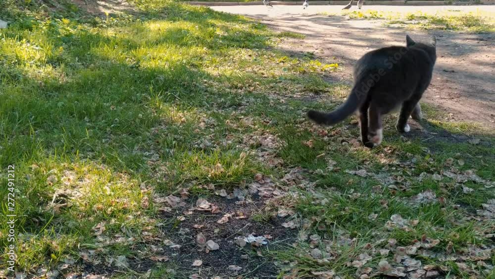 Full shot of a grey cat with white chest. It is walking away from the camera. Full shot of a grey cat with white chest. It is walking away from the camera.