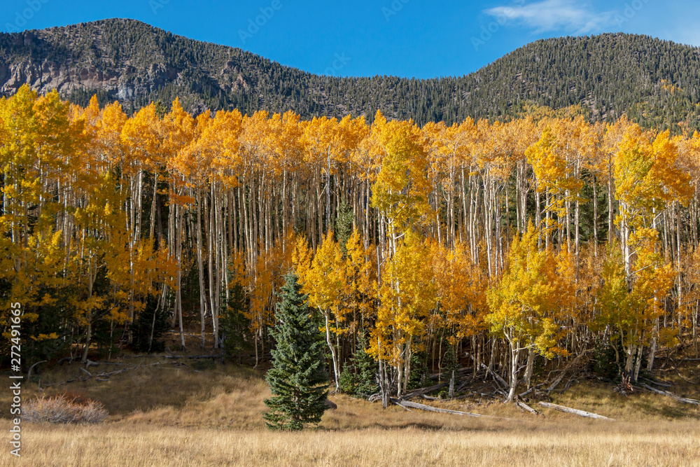 Fototapeta premium Colorful Aspen Trees In the Fall Near Flagstaff, AZ