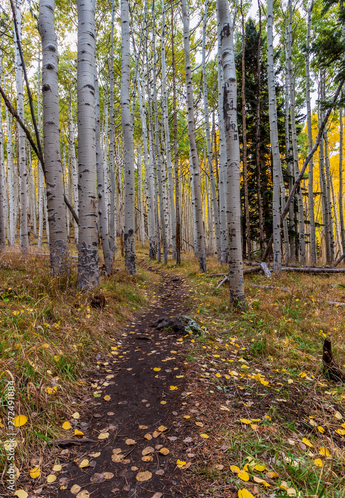 Hiking Trail Through A Aspen Tree Forest In Northern AZ Hiking Trail Through A Aspen Tree Forest In Northern AZ