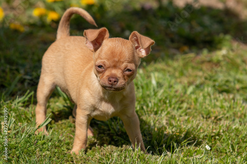 Petit chien race Chiwawa, Chihuahua
