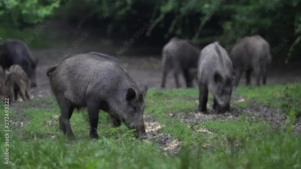 Adult feral pigs in the forest Adult feral pigs in the forest