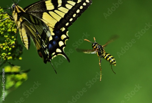 Gallischen Feldwespe (Polistes gallicus) photo