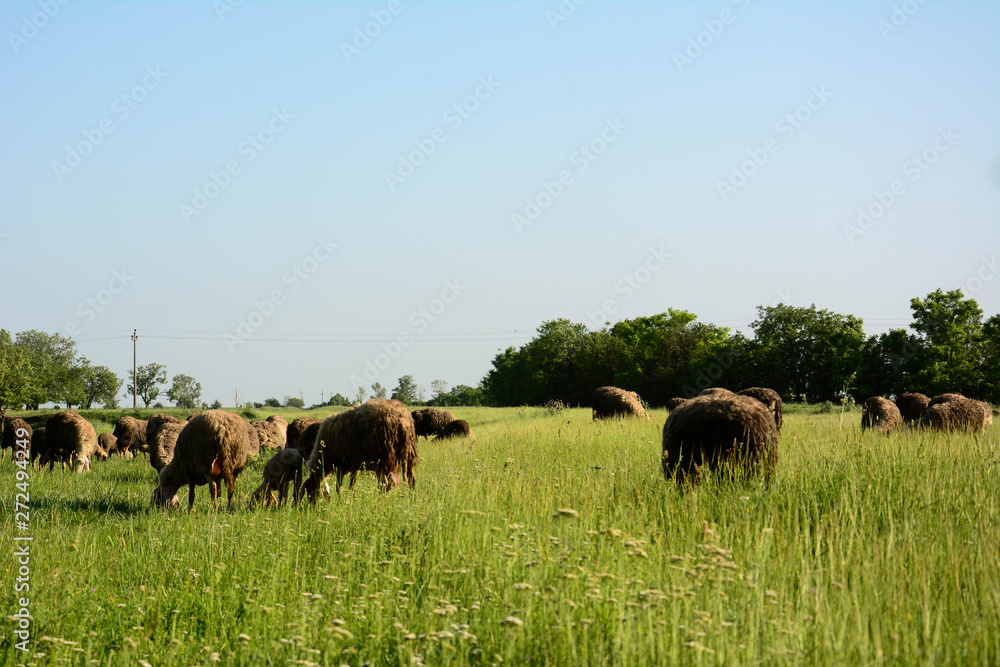 Organic way of cultivating sheep on remote pasture from the city and civilization. Organic way of cultivating sheep on remote pasture from the city and civilization.