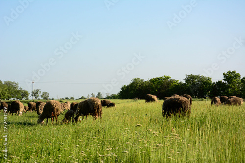 Fototapeta Naklejka Na Ścianę i Meble -  Organic way of cultivating sheep on remote pasture from the city and civilization.