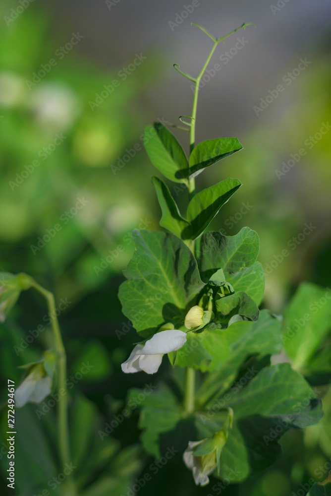 Flowering peas on the Bush. Beautiful green pea flower Flowering peas on the Bush. Beautiful green pea flower