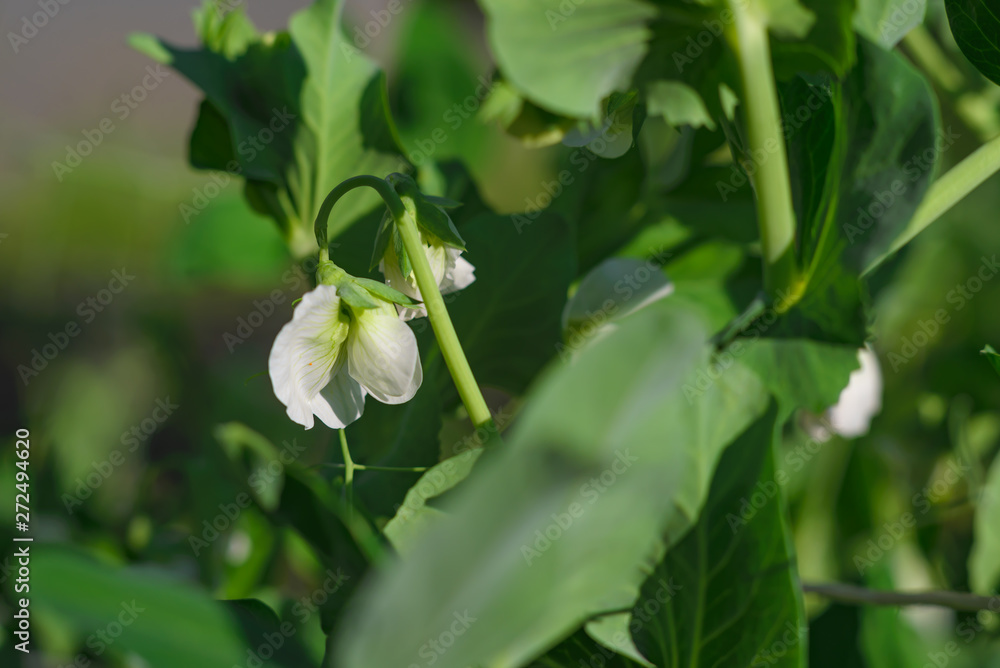 Flowering peas on the Bush. Beautiful green pea flower Flowering peas on the Bush. Beautiful green pea flower